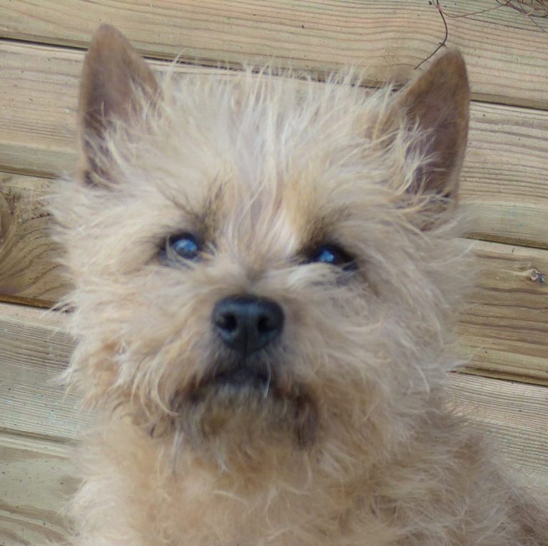 Cairn-Terrier_Maidls-Holly