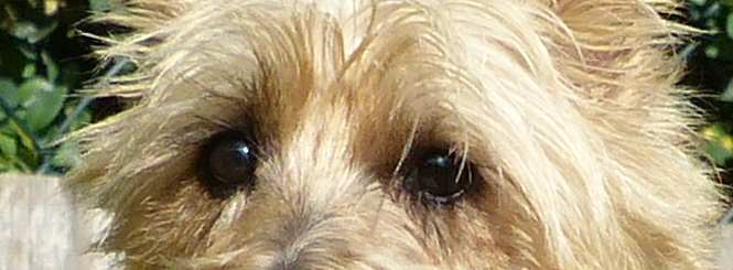 Cairn-Terrier_Maidls-Holly