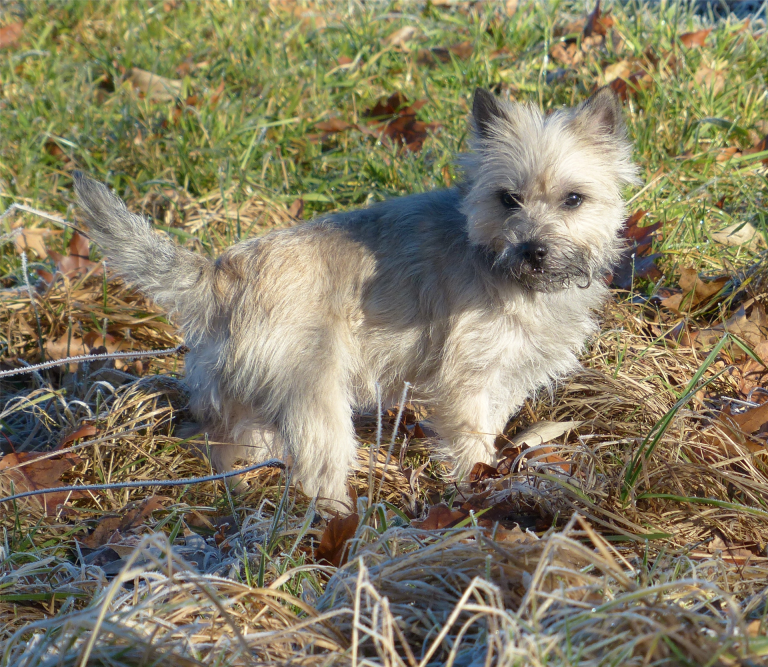 Cairn-Terrier Maidl´s Xani, Jugend-CHAMPION KfT & VDH, Alpenjugendchampion