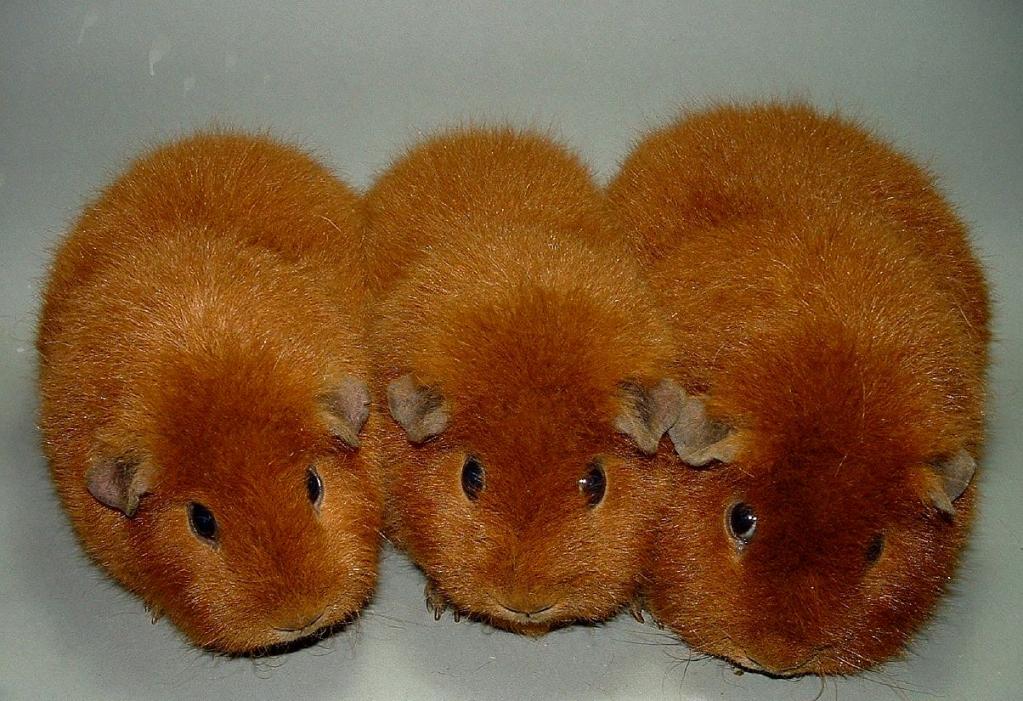 rGruppe